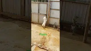 yokna naio/ trai khisuk kha manliya 