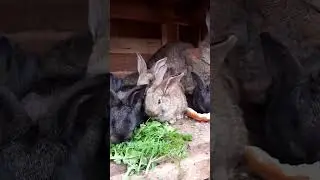 Кролики. Животные. Милашки.