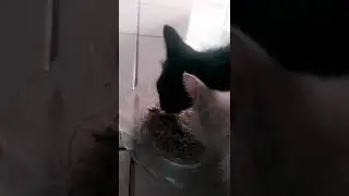 2022 KUCING MATI MAKAN#shorts