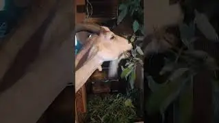 Козочки