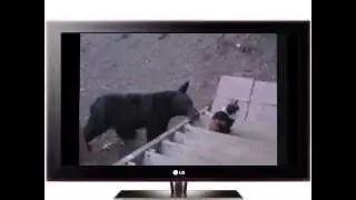 приколы с кошками 2014