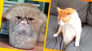Gatos São Líquidos? ⭐Gatos Engraçados Derretendo