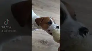 Гены Джек Рассел терьера