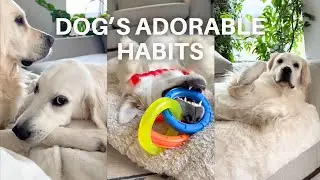 Golden Retriever's Most Adorable Habits