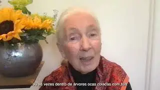 Dra Jane Goodall no Dia Mundial do Swift 2023