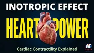 Inotropic Effect: Positive & Negative Inotropes in Heart Failure