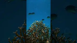 Bubbles under the sea | Animation
