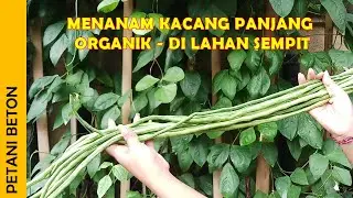 MENANAM KACANG PANJANG DI PEKARANGAN RUMAH