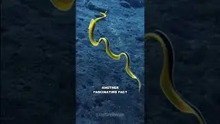 Ribbon Eel | The Beautiful Sea Creature