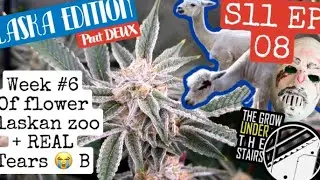 S11 EP08: Guess YouTube HATED this video FU 🤣 week 6 of flower a no-animal Zoo + more/ SPIDER FARMER