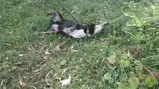 ПАЛОК МНОГО НЕ БЫВАЕТ.ОСЕННЯЯ ПРОГУЛКА НА БЕРЕГУ ПЛОТИНЫ.
