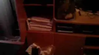 кот прыгает и ворует полотенце
