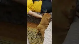 Гладь только меня!