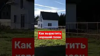 Как вырастить красивый и густой газон из травы лилипут? 