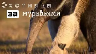 МУРАВЬЕД - ЧТО С НОСОМ?