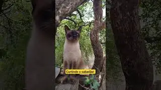 Curtindo o sábado! #shorts #felinos #pet #cats #animal #gatos #pretos