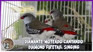DIAMANTE MOTEADO CANTANDO (DIAMOND FIRETAIL FINCH SINGING) 🦜