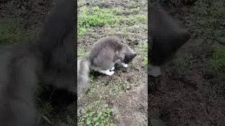 Села, присела 😂