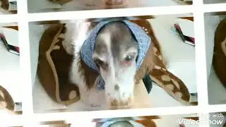 リズムに乗って今日も、ほっかむりして頑張って、お仕事してる、さぶろうじいちゃん。