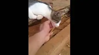 Крепкий и здоровый сон Котэ