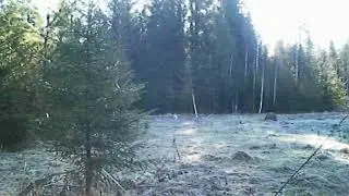 Заяц  Видео с фотоловушки