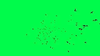 Flock of birds on green screen 