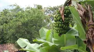 Fotos Verde y Mas Verde de Colombia Exclusivas Relájate y Disfruta