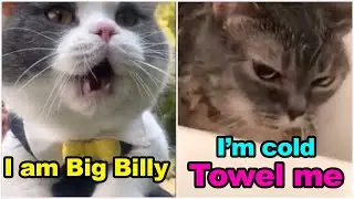 TOP 10 Cats Speak English Better Than Hooman 😸
