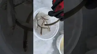 Fried Smelt【Solo Camping】