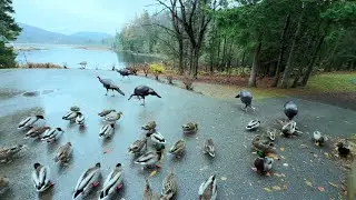 Wood Ducks Gone for the Season 🦆🛫🌞