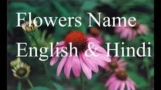 फूलों  के नाम अंग्रेजी और हिंदी में flowers name english and hindi for kids
