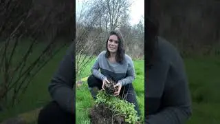 Moving Plants at the Ivywood Garden