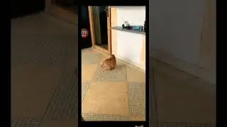 Хейли комтер