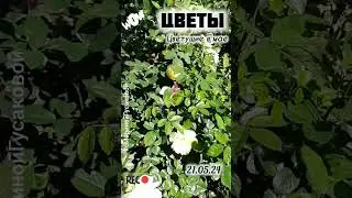 Цветут ПИОНЫ ИРИСЫ РОЗЫ. Как прекрасны ЦВЕТЫ цветущие в мае  | с Мариной Гусаковой 🌹21.05.24🌹