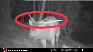 Wide Antlered Malformed Sambar stag at preach tree on trail camera
