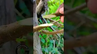 Best grafting method ever 