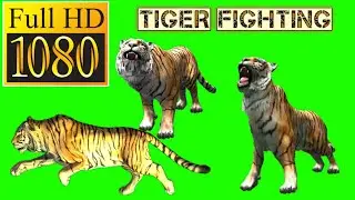 Bangal Tiger running template green screen video/ tiger fighting / green screen video/Animals video