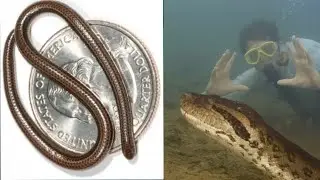 Which is the biggest and smallest snake in the world?