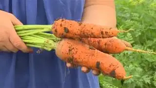Secrets of Growing Carrots