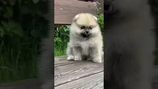 cute dog 