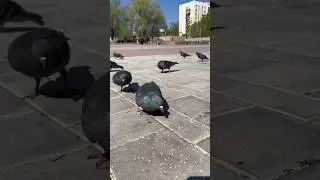 Feeding pigeons😂🐦. 