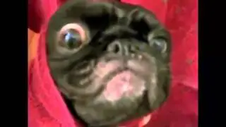 FUNNY DOGS MOPS