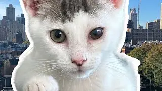 mango’s eye ulcer recovery, part 2