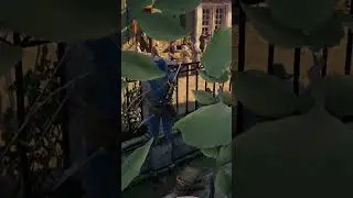 Arno Is The Best Assassin...