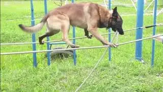 Blind Folded K-9 Has A Few Unusual Talents You Don't See Everyday