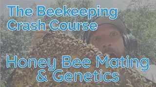 Honey Bee Mating And Genetics - Biology Part 2 - Beekeeping Crash Course