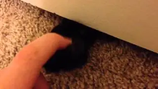 Cat paw