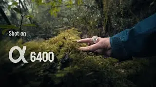 Rainforest - Sony A6400 -  Laowa 9mm F/2.8