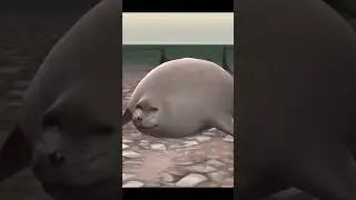 They added the seal to TF2 