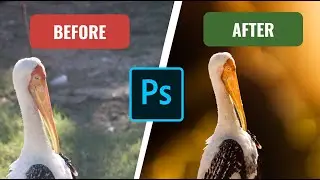 Wildlife Photography | Sunset Color Grading, Golden hour  light |How to blur background in Photoshop